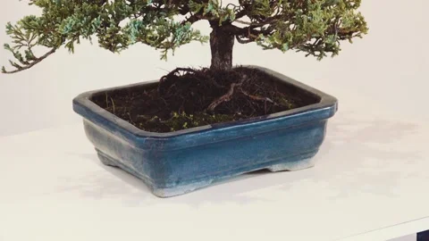 Bonsai tree on a blue vase Stock Footage 132533858