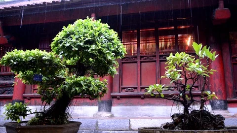 Bonsai tree in a buddhist temple while raining in Vietnam Stock Footage 100314012