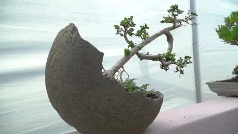 netto bonsai Natal Plum Bonsai Tree main image 1