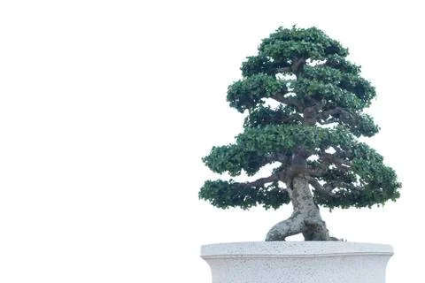 Bonsai tree in a ceramic pot. Stock Photos