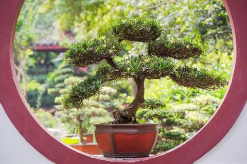 Bonsai tree on a circular window 스톡 사진