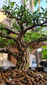 Bonsai Tree Close Up Stock Photos