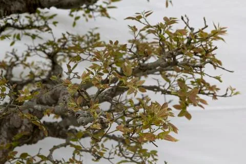 Bonsai Tree, Close of Tree Branch Green Yellow Leaves Foliage Gardening Hobby Stock-Fotos