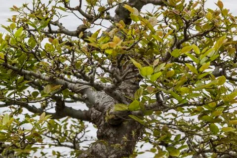 Bonsai Tree, Close Up of Trunk Looking Up Thought the Leaves, Hobby Stock-Fotos