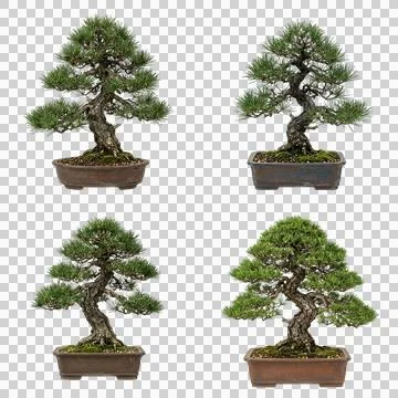 Bonsai tree collection in ceramic pots isolated on a transparent background.. Photos