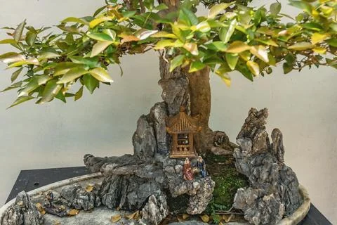 Bonsai tree collection in Lou Lim Leoc public garden in the city center, Maca 스톡 사진