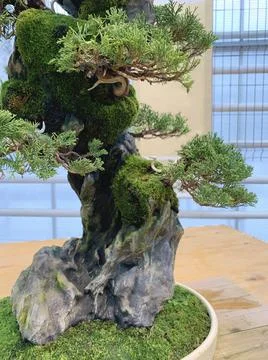 Bonsai tree composition on stone. Chinese juniper in a flat vase Foto stock