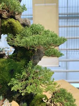 Bonsai tree composition on stone. Chinese juniper. Foto stock