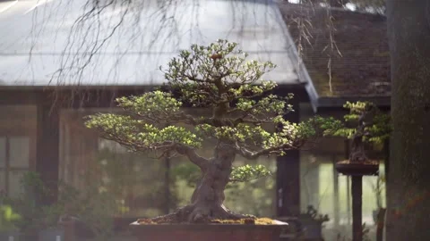 Bonsai tree during sunset in a botanical garden Stock Footage 314809523