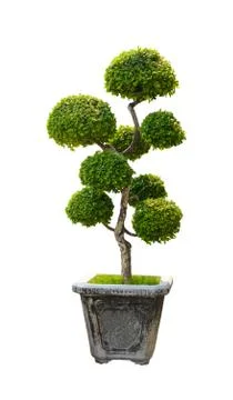 Bonsai tree, Dwarf tree isolated on white background Stock Photos