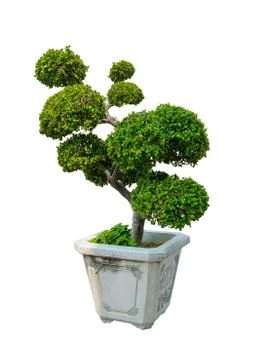 Bonsai tree, Dwarf tree isolated on white background Stock Photos