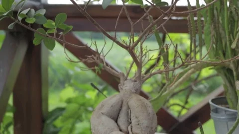 Bonsai Tree 動画素材 77104659