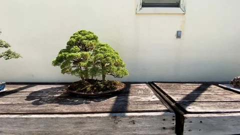Bonsai Tree Stock Footage 116433452