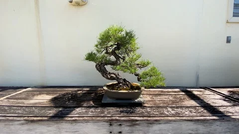 Bonsai Tree Stock Footage 116434829