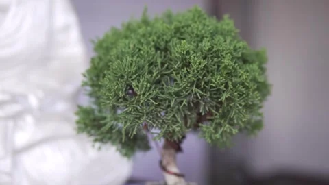 Bonsai Tree Stock Footage 246790941