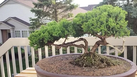 Bonsai tree Stock Footage 310566824