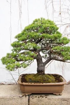 Bonsai tree in front of a white wall Stock Photos