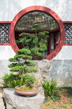 Bonsai tree in front of a white wall and traditional circular wi Stockfoto's