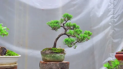 Bonsai tree grow in container Stock Footage 65270487
