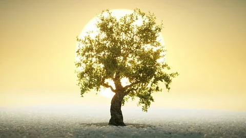 A bonsai tree growing under the rising sun Stock-Footage 76266093