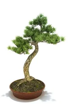 Bonsai tree Stock Illustration
