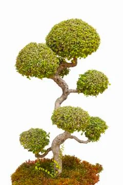 A bonsai tree in isolated. Stock-Fotos