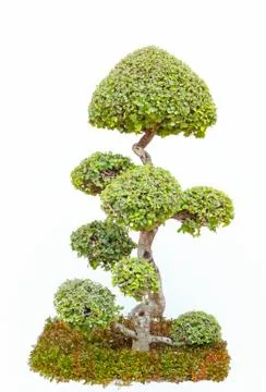 A bonsai tree in isolated. Stock Photos