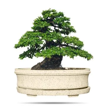 Bonsai tree isolated Stock Photos