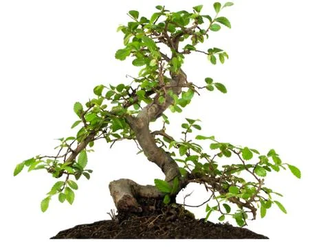 Bonsai tree isolated on white background Stock Photos