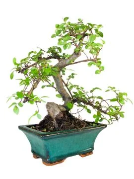 Bonsai tree isolated on white background Stock Photos
