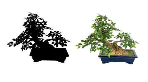 Bonsai tree isolated on a white background. The Japanese art Stock Photos