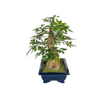 Bonsai tree isolated on a white background. The Japanese art Stock Photos