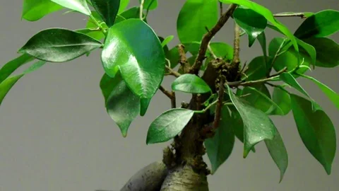Bonsai Tree on Kitchen Table Stock Footage 129656251