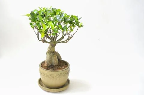 Bonsai tree lsolated Stock Photos