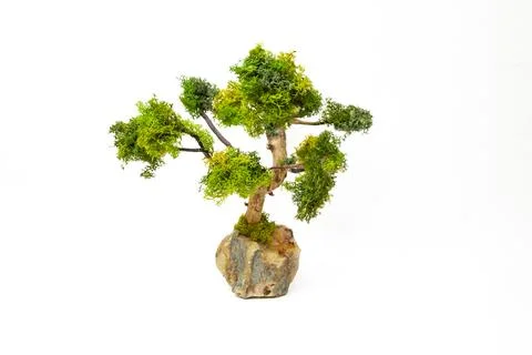 Bonsai tree made withwillow branches and stabilized lichen on a rock,   iso.. Stock Photos