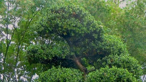 Bonsai tree in the Park Stock Footage 109200953