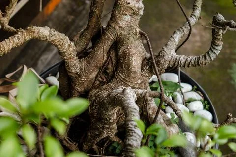 Bonsai tree with perfect trunk close up against stones background Stock Photos