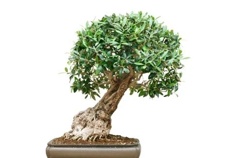 Bonsai tree Stock Photos
