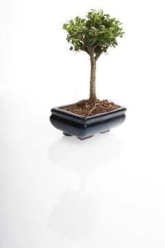 Bonsai tree Foto stock