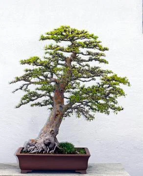 Bonsai tree 스톡 사진