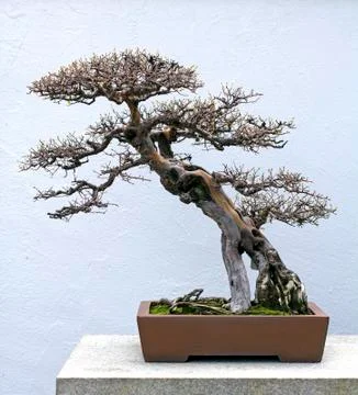 Bonsai tree Stock Photos
