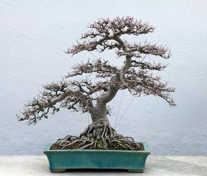 Bonsai tree Foto stock
