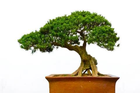 Bonsai tree Stock Photos