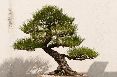 Bonsai Tree Stock Photos