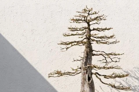 Bonsai Tree Stock Photos