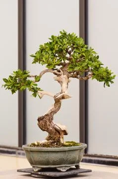 Bonsai Tree Stock Photos