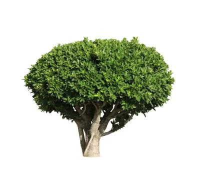 Bonsai tree Stock Photos