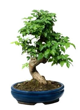 Bonsai Tree Foto stock