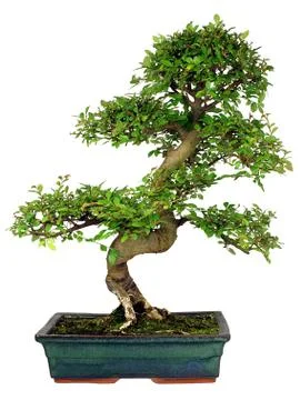 Bonsai Tree Foto stock