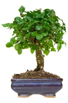Bonsai tree Foto stock